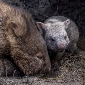 Wombat Facts