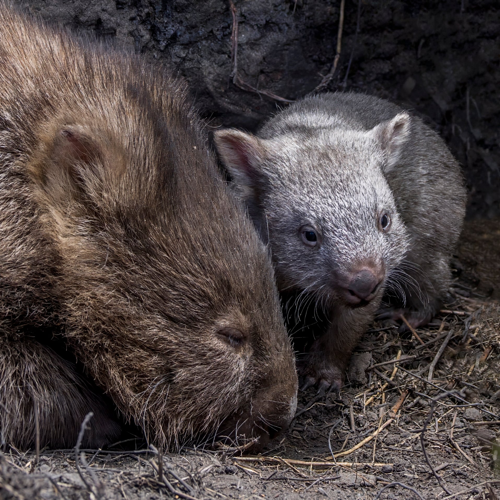 Wombat Facts
