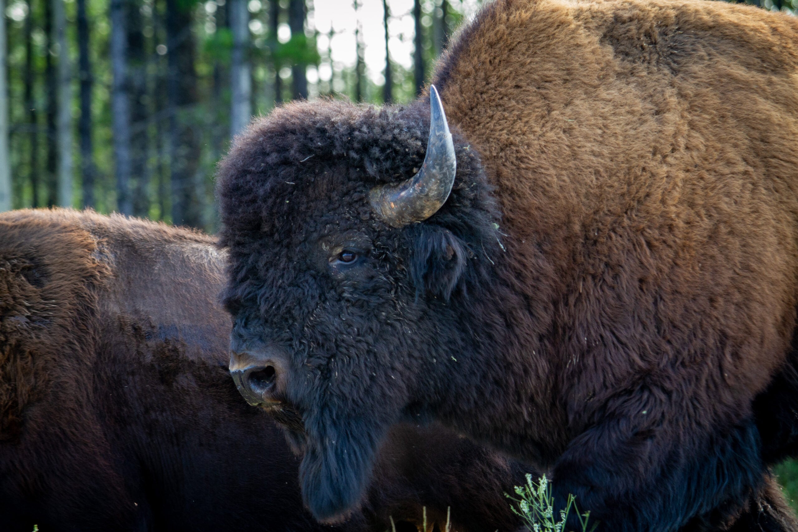 Wood Bison Facts