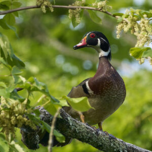 Wood Duck Facts