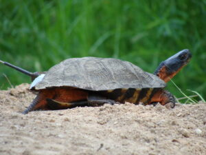 Wood Turtle Facts