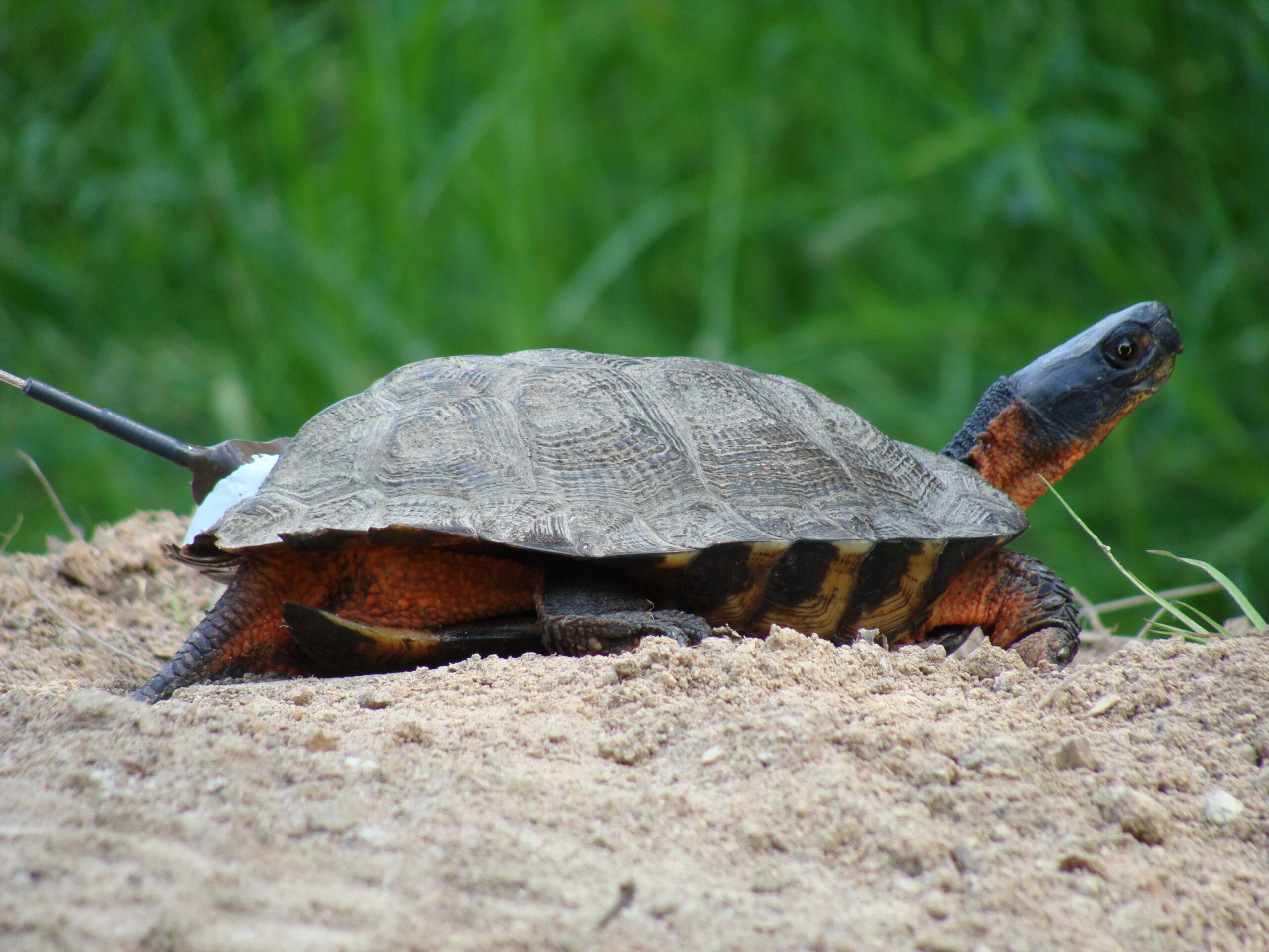 Wood Turtle Facts