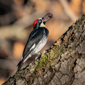 Woodpecker Facts