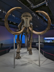 Woolly Mammoth Facts