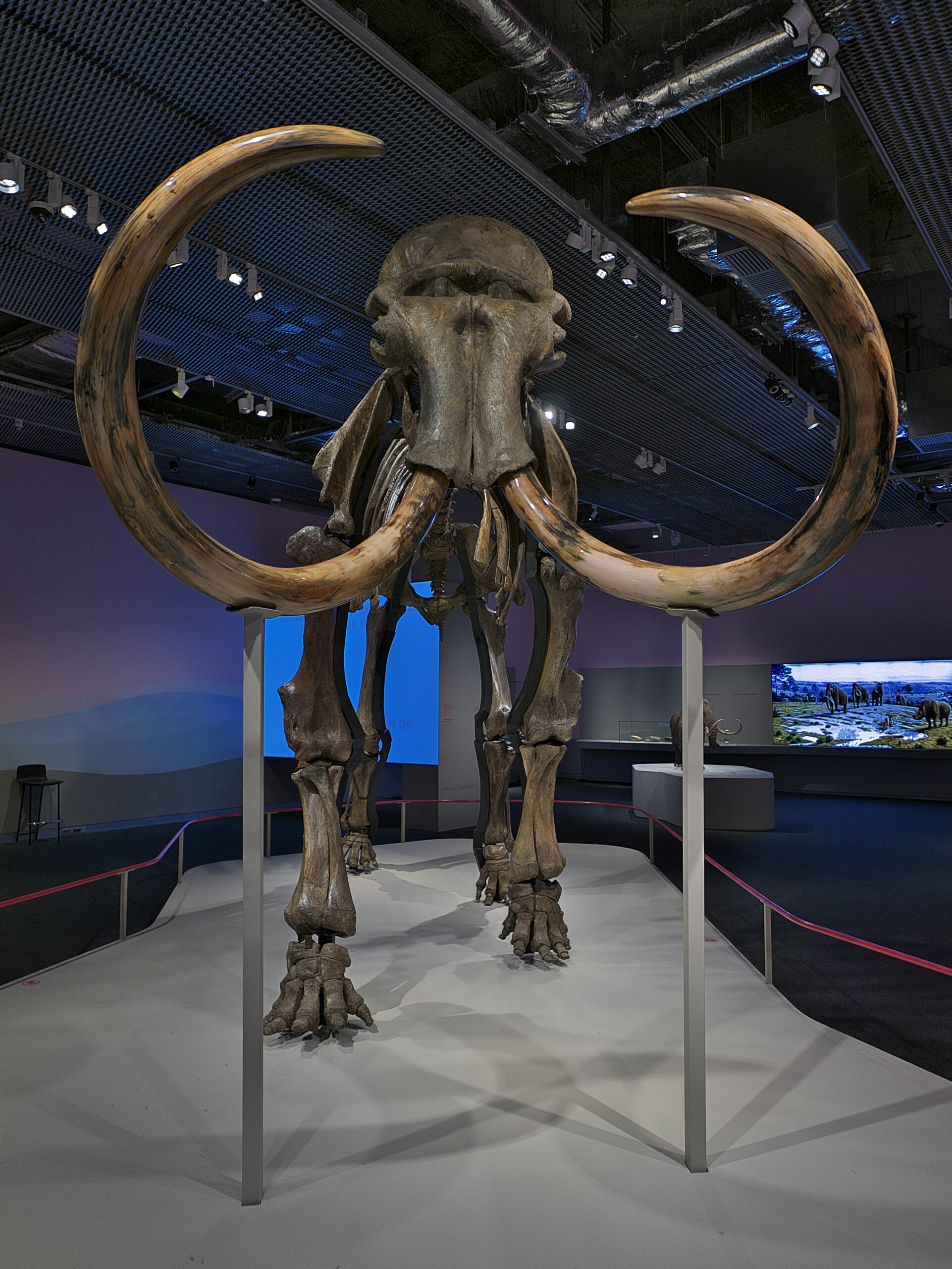 Woolly Mammoth Facts