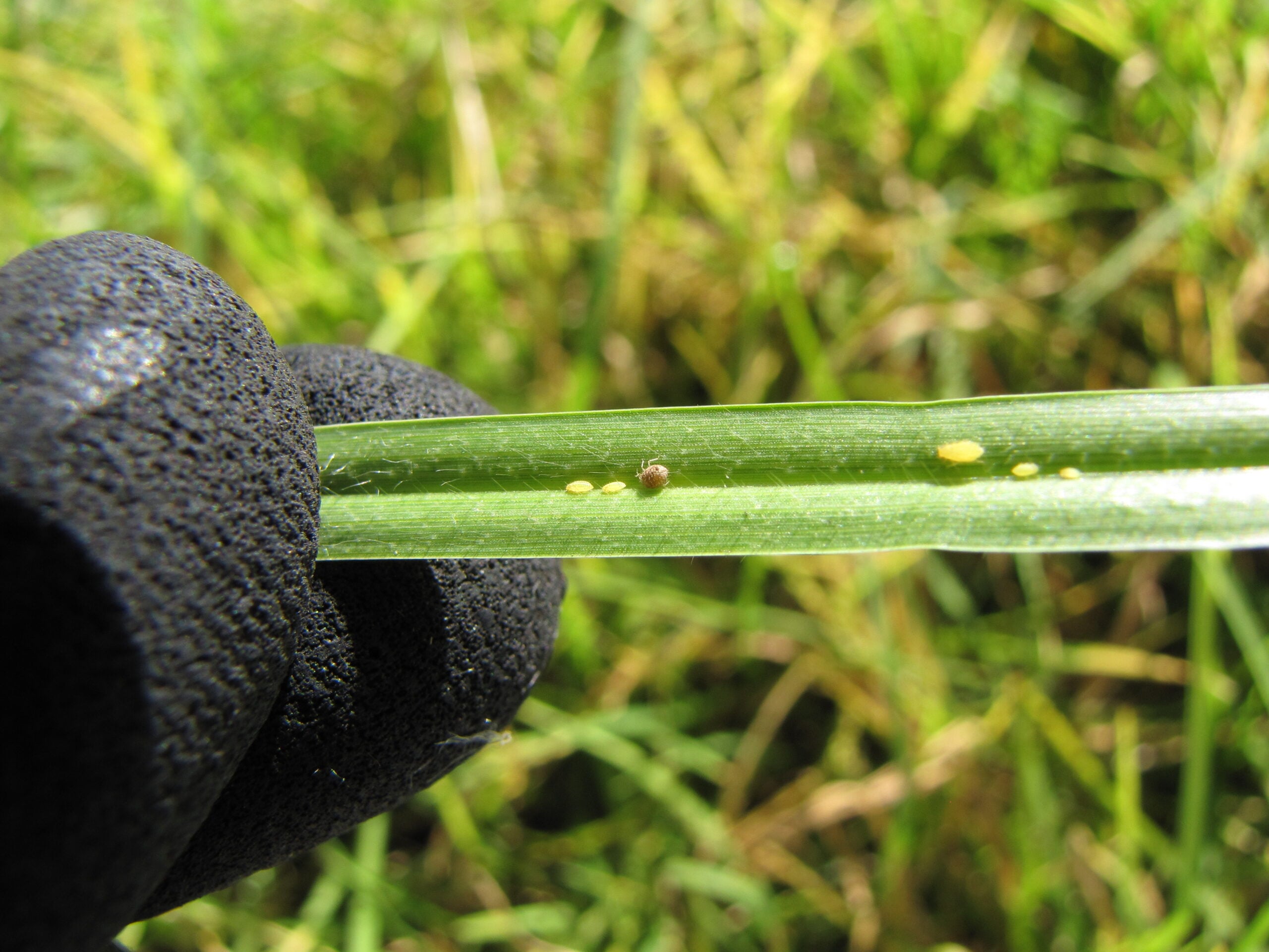 Yellow Aphids Facts