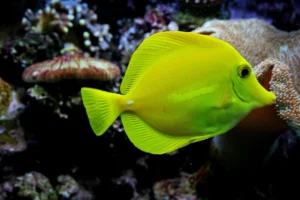 Yellow Tang Facts
