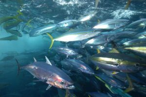 Yellowfin Tuna Facts