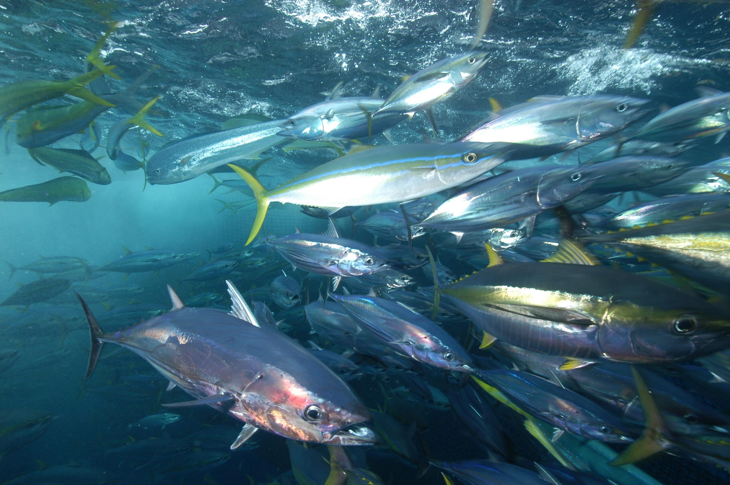 Yellowfin Tuna Facts