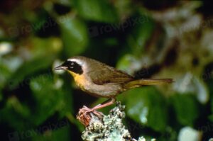 Yellowthroat Facts