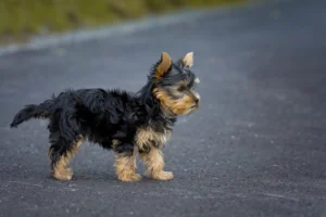 Yorkshire Terrier Facts