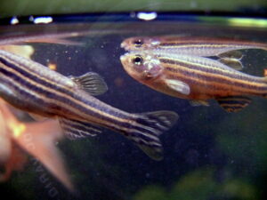 Zebrafish Facts