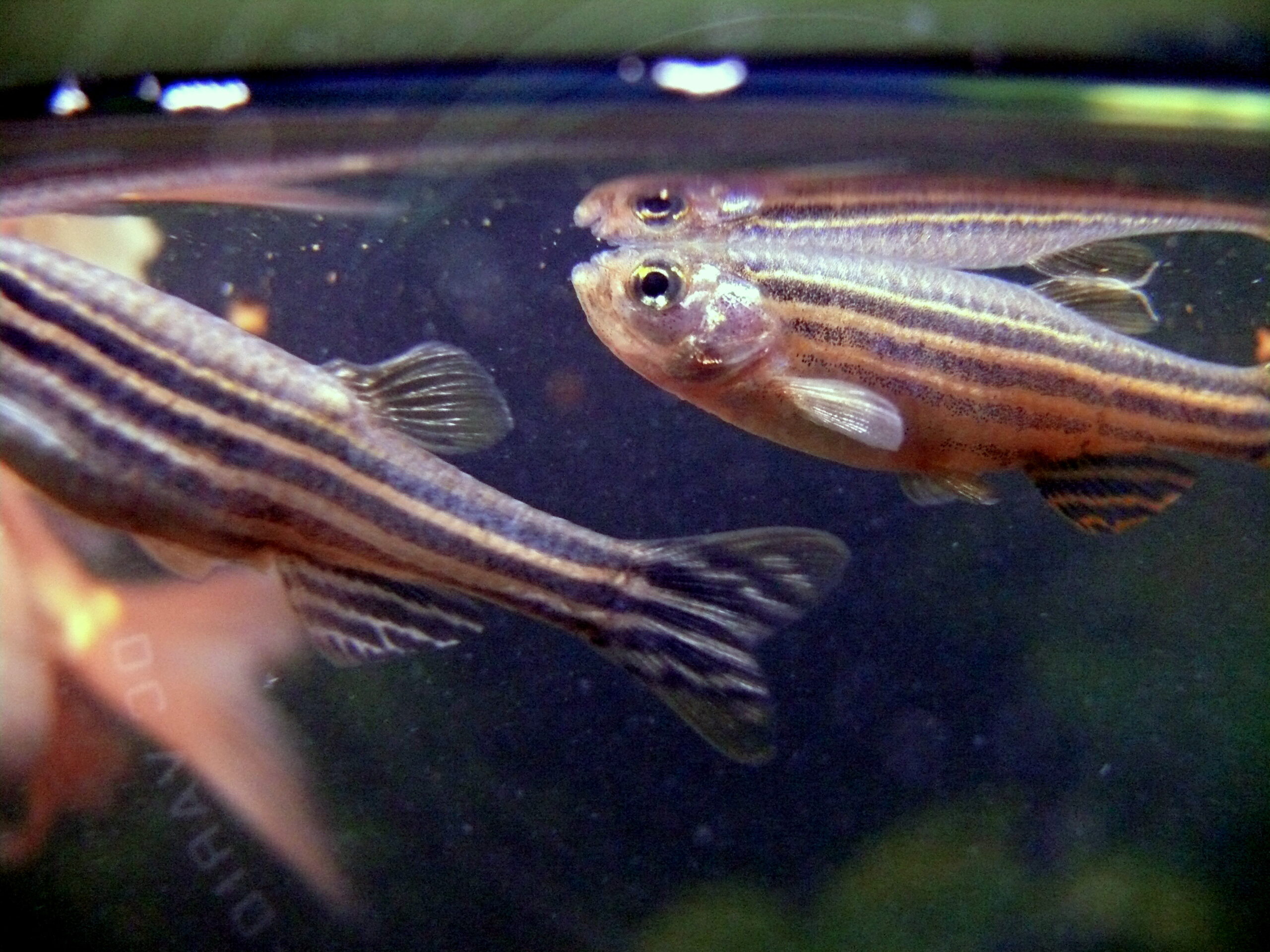 Zebrafish Facts