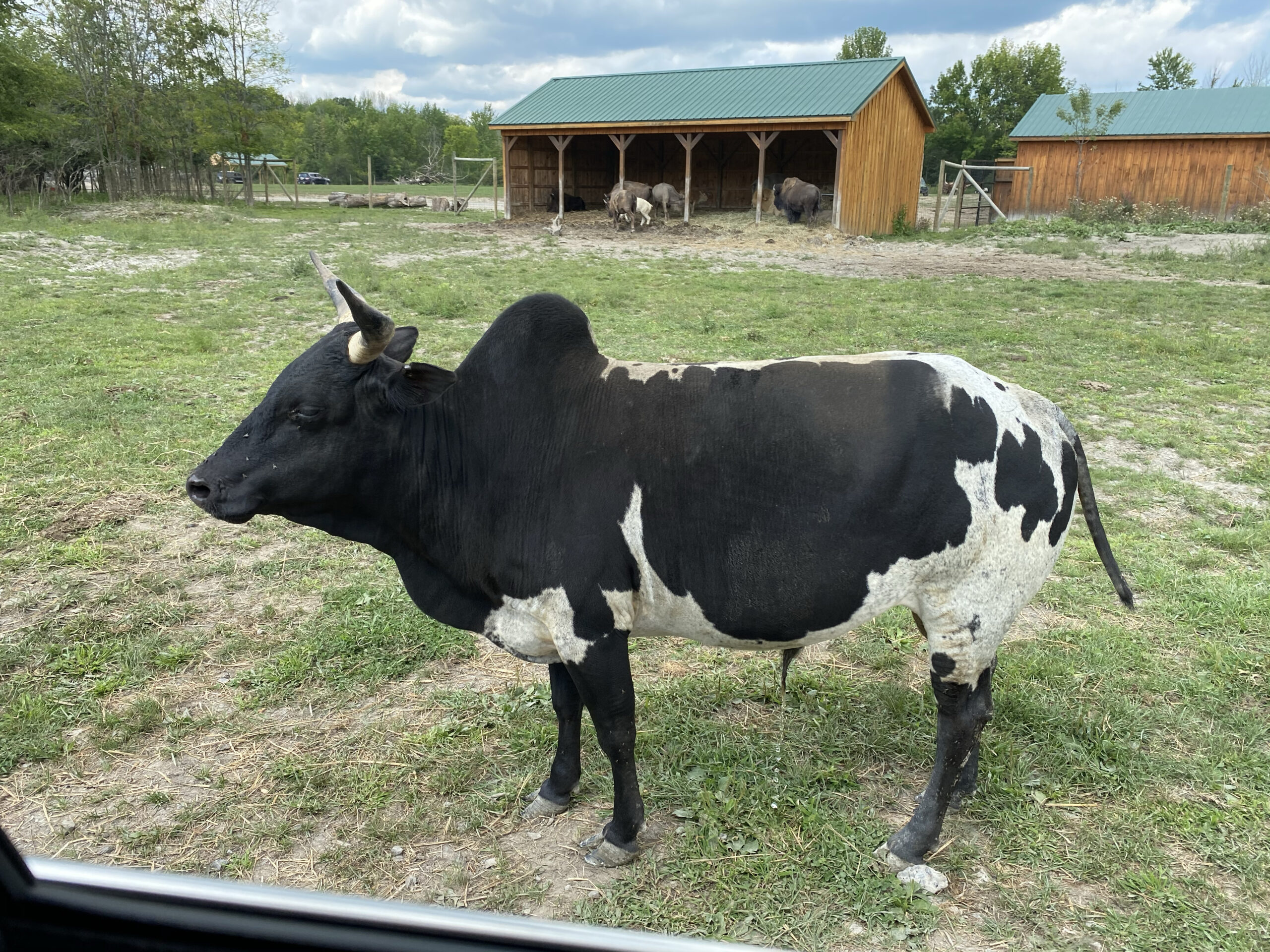 Zebu Facts
