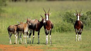 antelopes facts