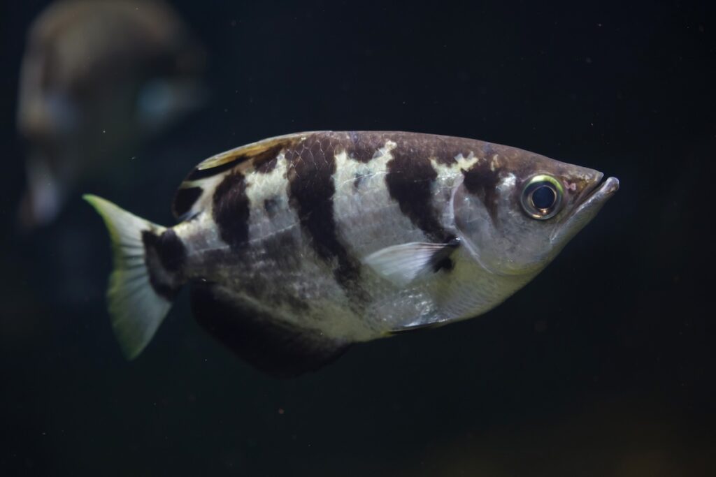 Arkey Fish Archerfish Facts: Nature's Aquatic Marksman - Animals Discovered