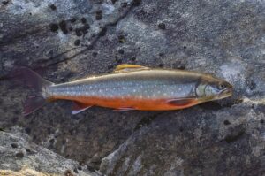 Arctic Char Facts