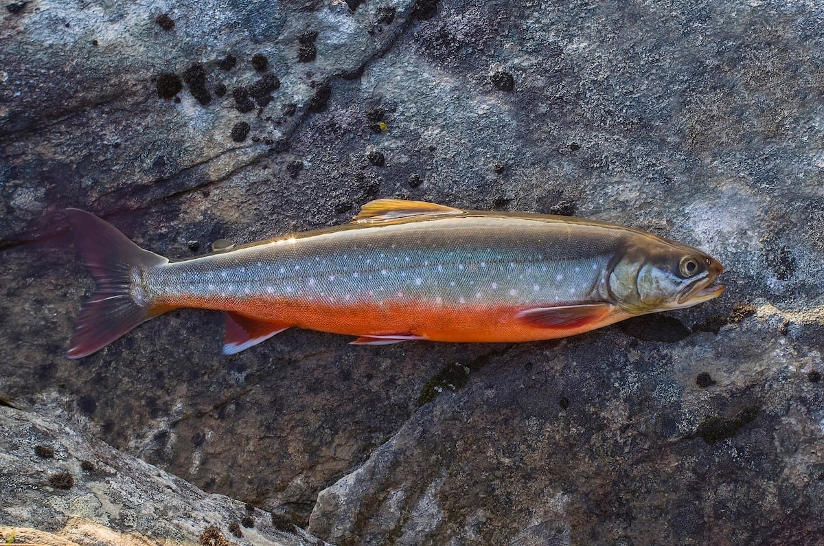 Arctic Char Facts