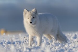 Arctic Fox Facts