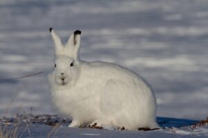 Arctic Hare Facts