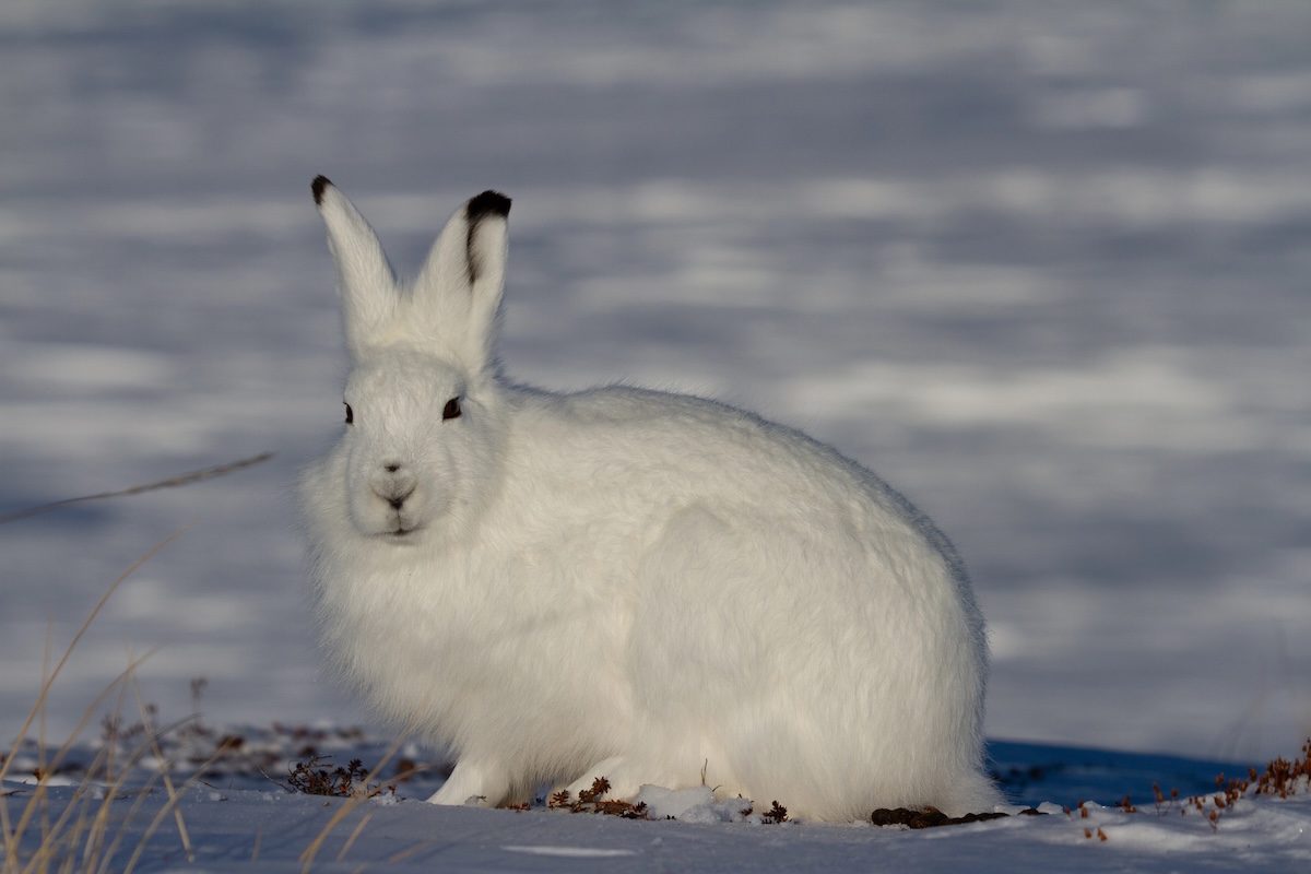 Arctic Hare Facts
