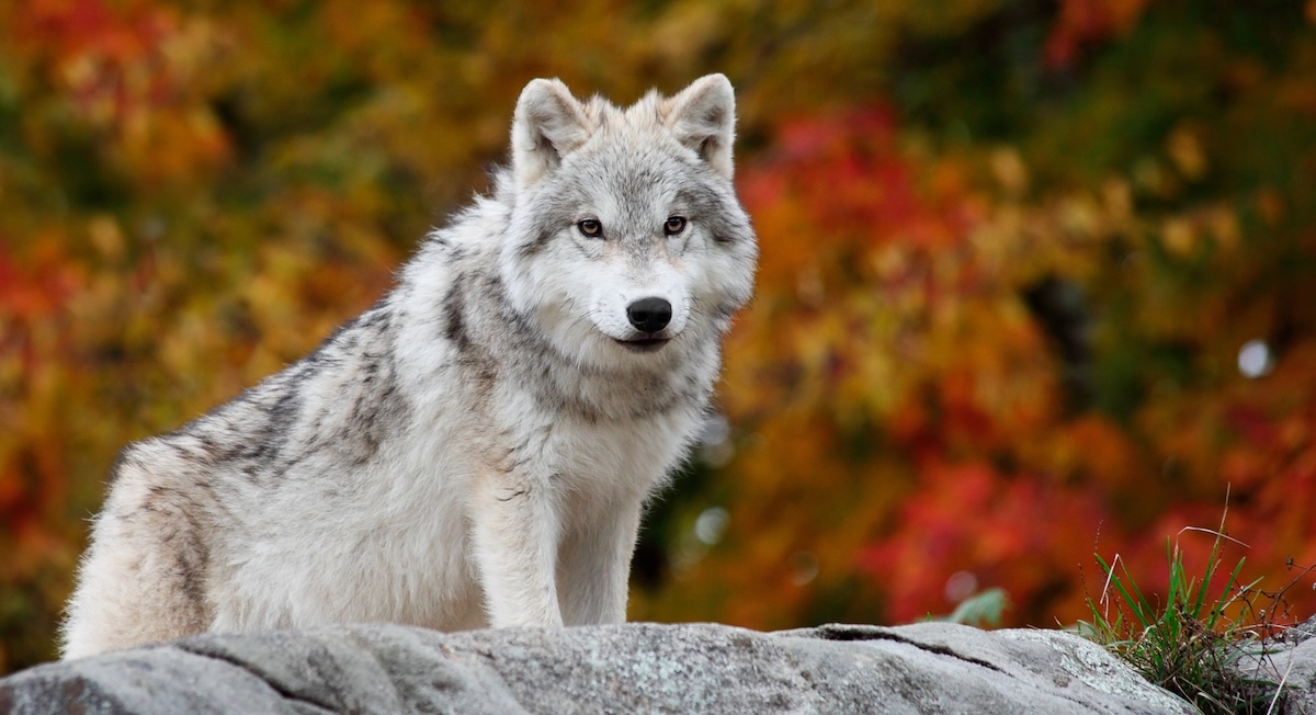 Arctic Wolf Facts