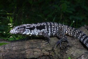 Argentine Black and White Tegu Facts