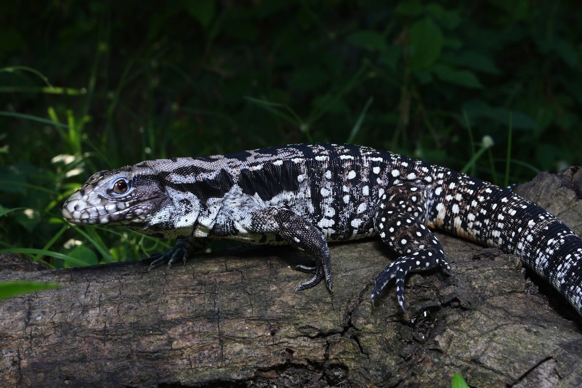 Argentine Black and White Tegu Facts