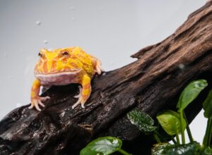 Argentine Horned Frog Facts