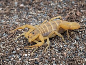 Arizona Bark Scorpion Facts