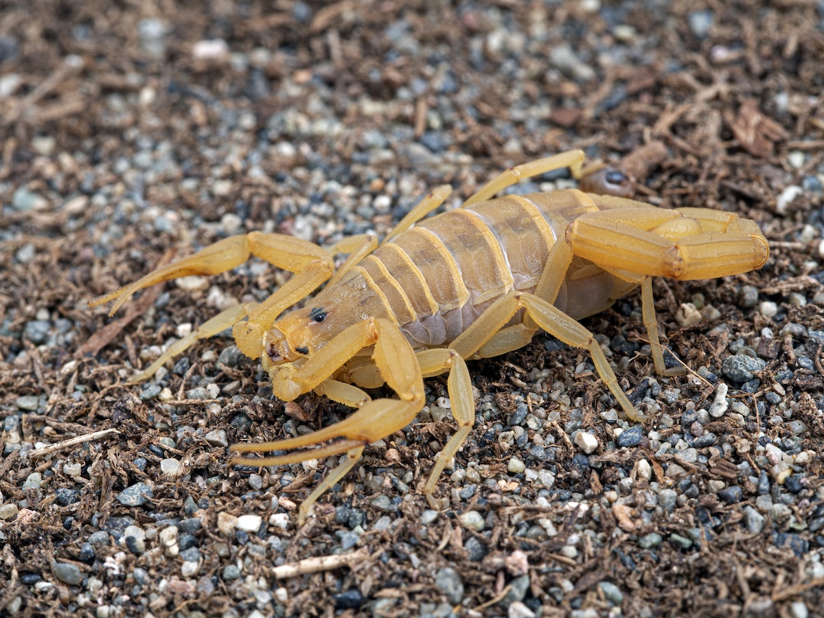 Arizona Bark Scorpion Facts
