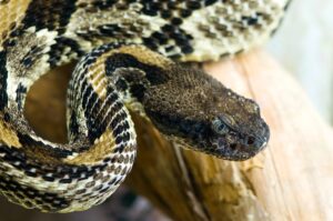 Arizona Black Rattlesnake Facts