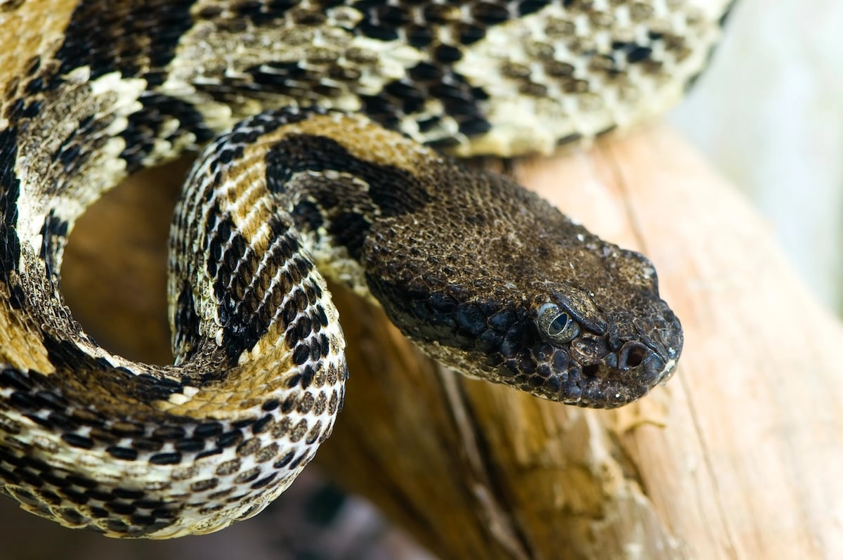 Arizona Black Rattlesnake Facts