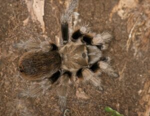 Arizona Blonde Tarantula Facts