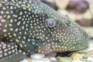 Armored Catfish Facts