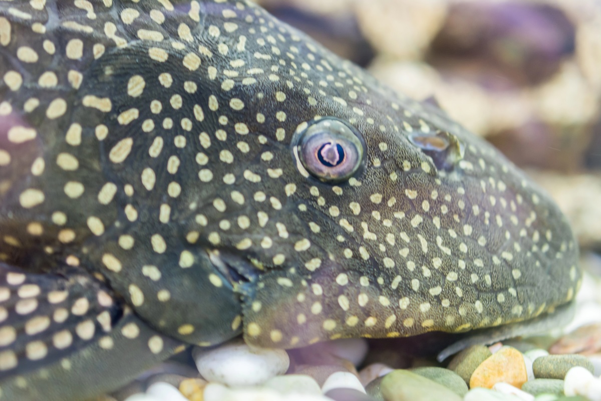 Armored Catfish Facts