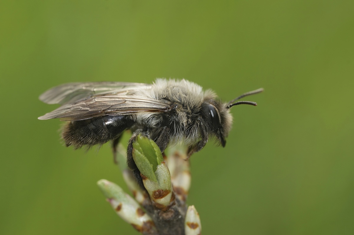 Ashy Mining Bee Facts