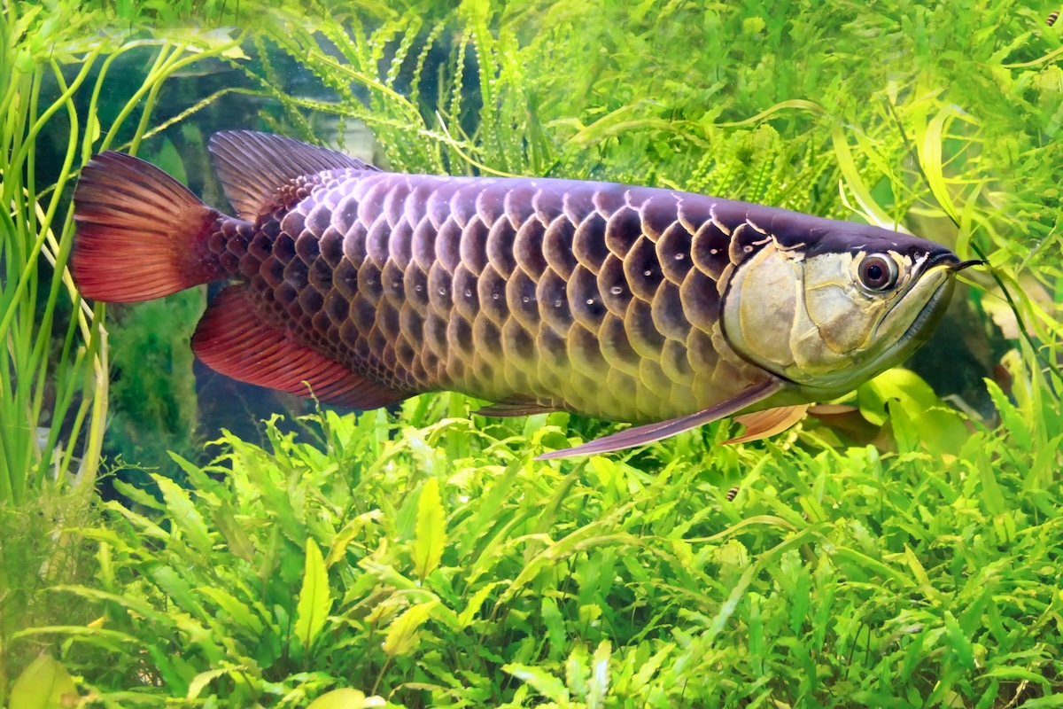 Asian Arowana Facts