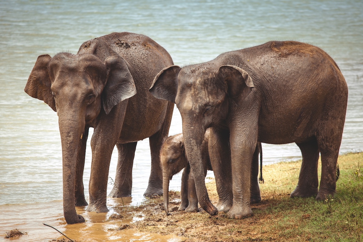 Asian Elephant Facts