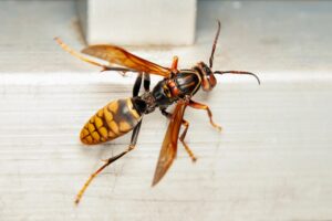 Asian Giant Hornet Facts