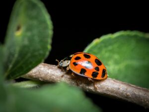 Asian Lady Beetle Facts