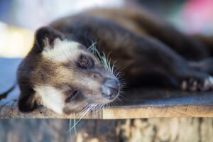 Asian Palm Civet Facts