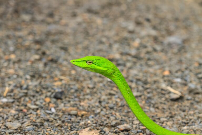 Asian Vine Snake Facts