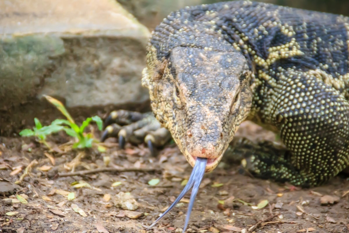 Asian Water Monitor Facts