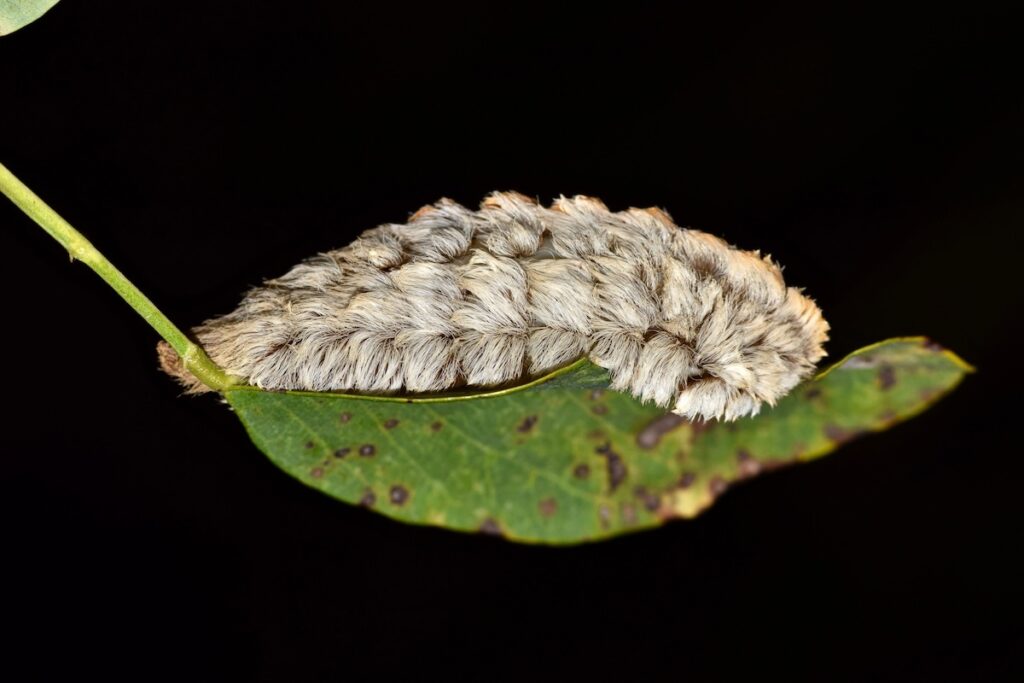 Asp Caterpillar Facts: The Caterpillar with A Bite - Animals Discovered