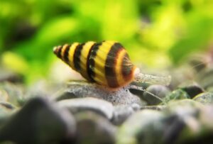 Assassin Snail Facts