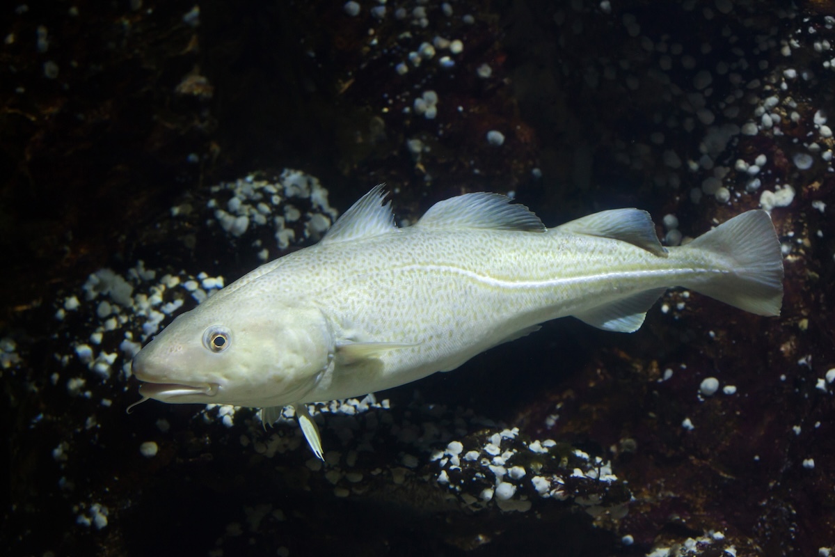 Atlantic Cod Facts