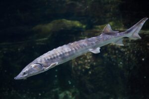 Atlantic Sturgeon Facts