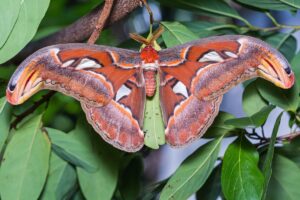Atlas Moth Facts