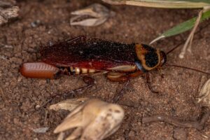 Australian Cockroach Facts